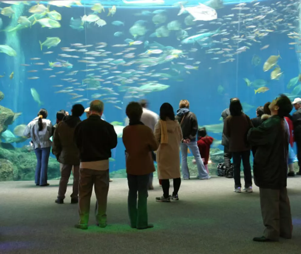 Besucher beobachten bunte Fische, die in einem großen Aquariumbecken in einer öffentlichen Aquariumausstellung schwimmen.